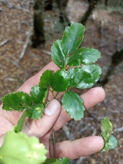 Nothofagus fusca