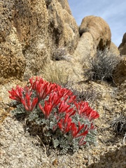 Astragalus coccineus