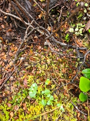 Gentianella