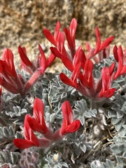 Astragalus coccineus