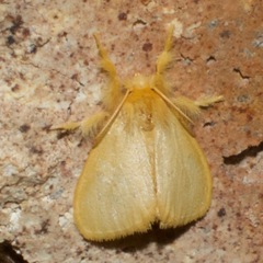 Euproctis lutea