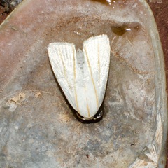 Cryptophasa flavolineata