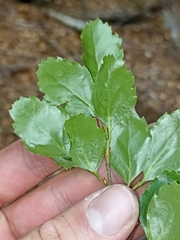 Nothofagus fusca