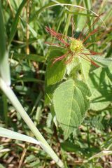 Acalypha villicaulis