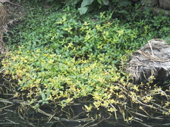 Alternanthera philoxeroides