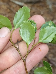 Nothofagus fusca