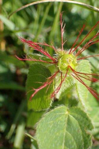 Image of Acalypha villicaulis by no rights reserved