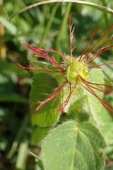 Acalypha villicaulis
