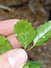 Nothofagus fusca