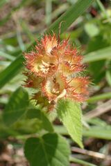 Acalypha villicaulis