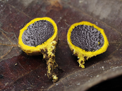 Scleroderma sinnamariense