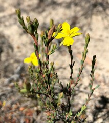 Hibbertia devitata