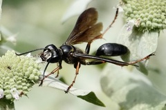 Isodontia auripes