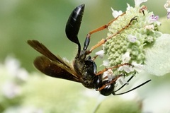 Isodontia auripes