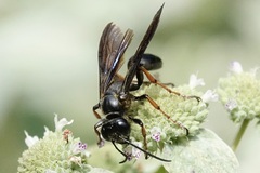 Isodontia auripes