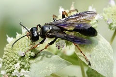 Isodontia auripes