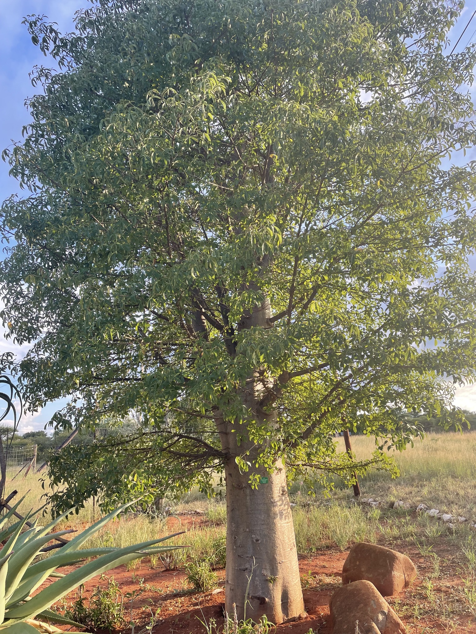 Adansonia Digitata L.