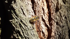 Myathropa
