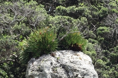 Xeronema callistemon