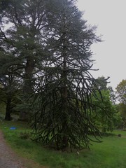 Araucariaceae