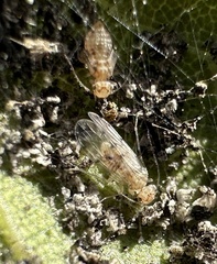 Homilopsocidea