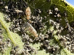 Homilopsocidea