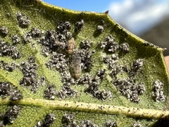 Homilopsocidea