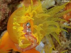 Tubastraea coccinea