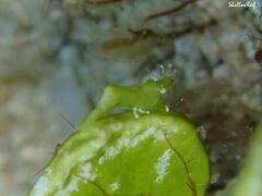 Hippolyte edmondsoni