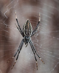 Argiope ocyaloides