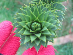 Araucariaceae