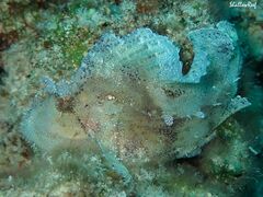 Taenianotus triacanthus