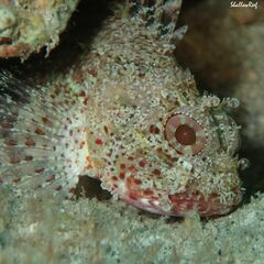 Sebastapistes ballieui