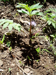 Hydrophyllum capitatum