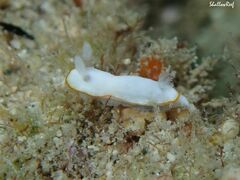 Goniobranchus verrieri