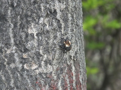 Eucryptorrhynchus scrobiculatus