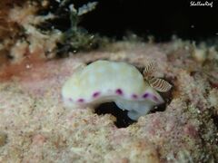 Goniobranchus albopustulosus