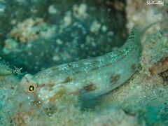 Gnatholepis cauerensis