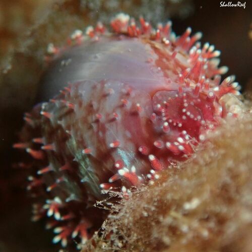 Cypraea poraria observed 2022-11-20