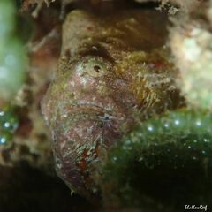Antennatus tuberosus