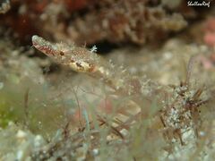 Halicampus edmondsoni