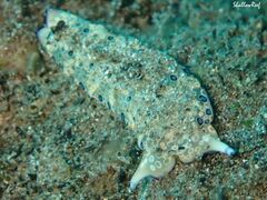 Plakobranchus ocellatus