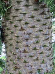 Araucariaceae