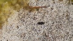 Tridactylidae