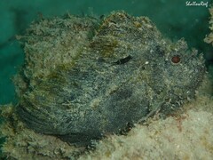 Taenianotus triacanthus