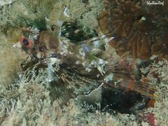 Dendrochirus barberi