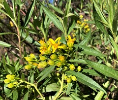 Barkleyanthus salicifolius