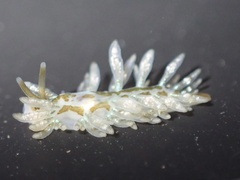 Eubranchus