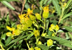 Barkleyanthus salicifolius