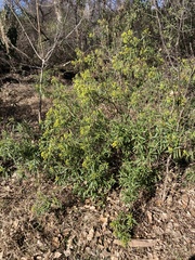 Barkleyanthus salicifolius